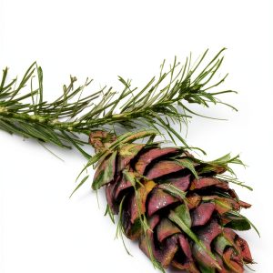 Quaker Kindle eBook Friends Bulletin 374 Page-0